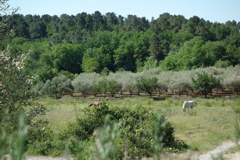 Pferde vor dem Grundstück